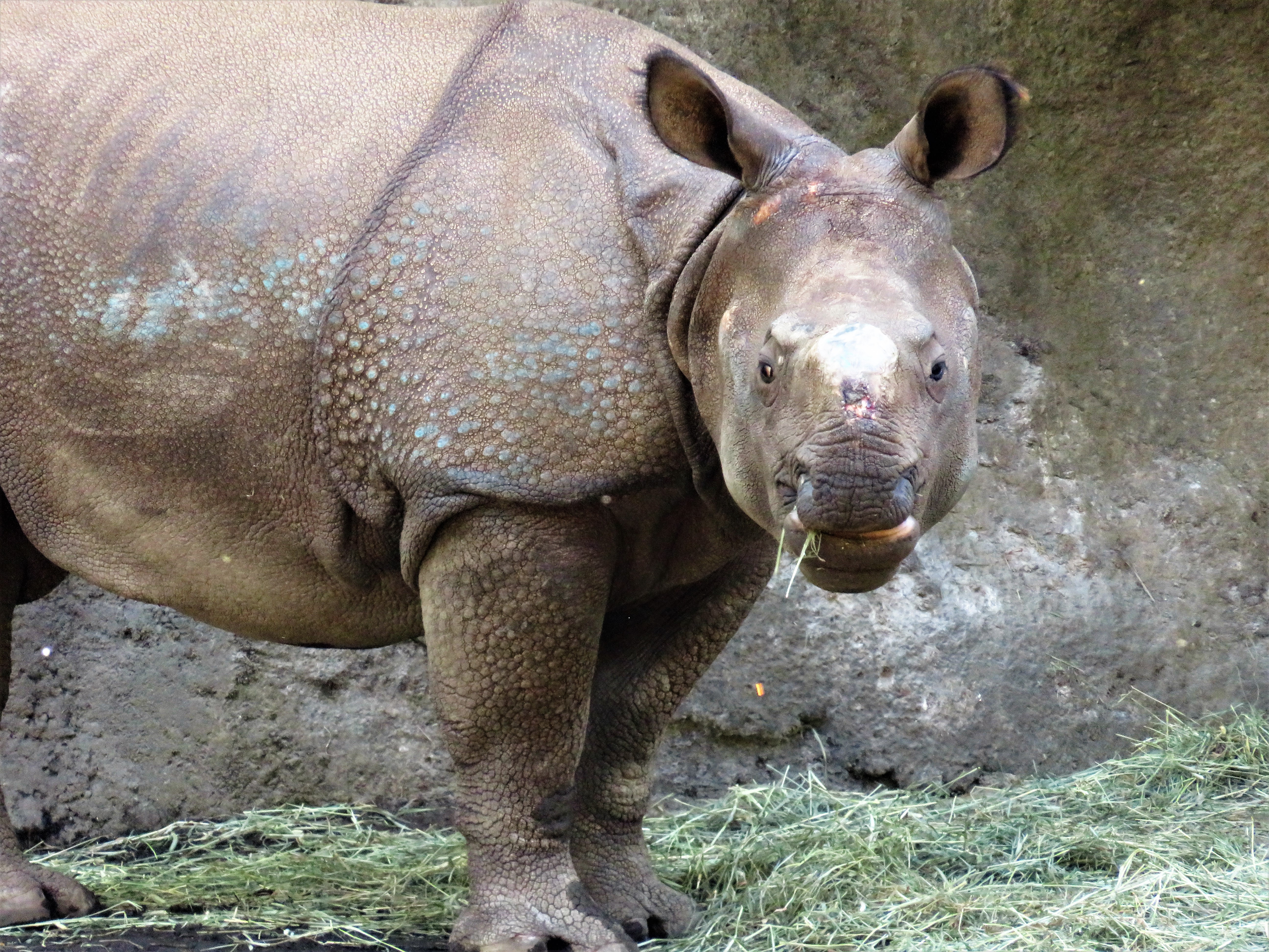 caption: Martin Ramirez says the Woodland Park Zoo is planning to allow visitors to touch the two rhinos.
