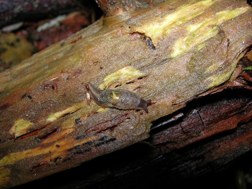 caption: A Burrington jumping slug clings to a log on Vancouver Island.