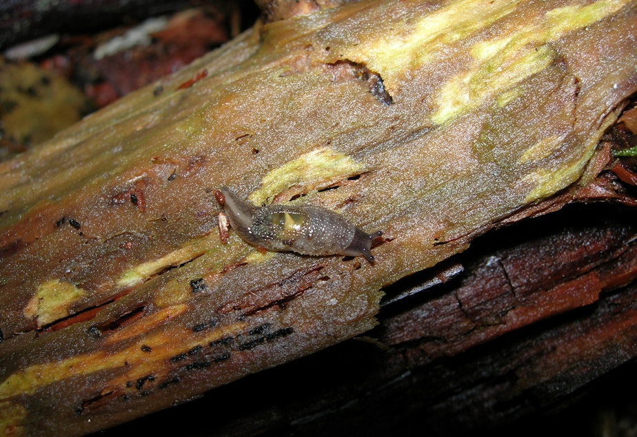 Caption: A Burrington's jumping slug clings to a log on Vancouver Island.
