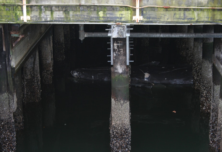 caption: A dead gray whale floats underneath Colman Dock in Seattle.