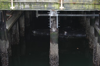 caption: A dead gray whale floats underneath Colman Dock in Seattle. 