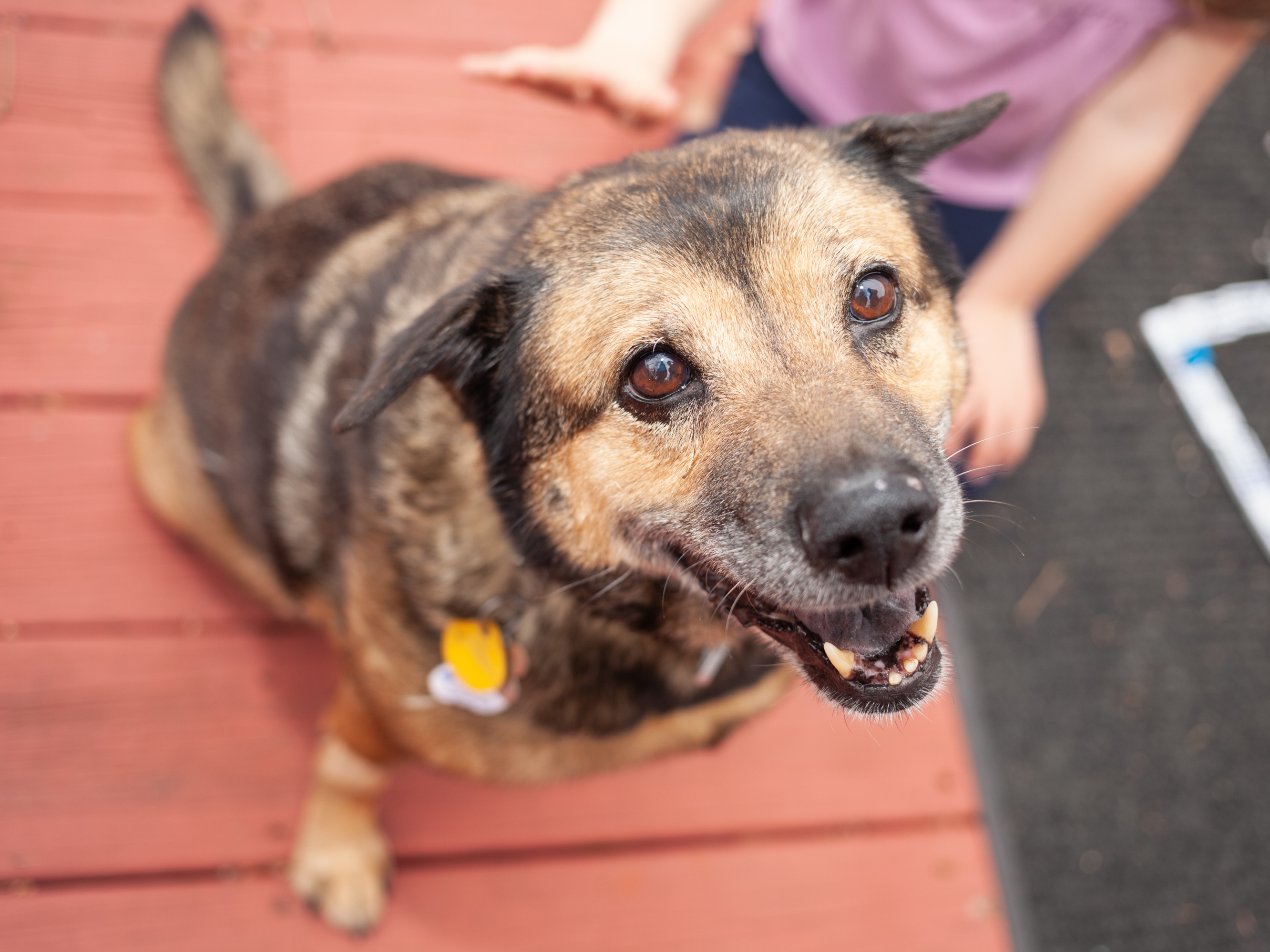 caption: The Centers for Disease Control and Prevention says there's no evidence that pets can contract or spread the coronavirus. But you still may want to keep your dog away from other people right now.