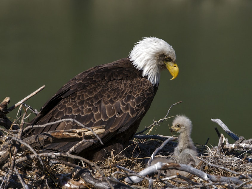 caption: U.S. bald eagle populations have more than quadrupled in the lower 48 states since 2009, according to a new survey from the U.S. Fish and Wildlife Service.