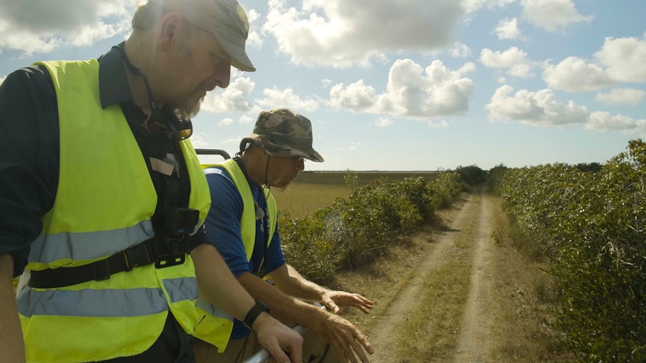 caption: Chris Morgan (left) and python hunter Anthony Flanagan (right) search the edge of the Florida Everglades for Burmese pythons.