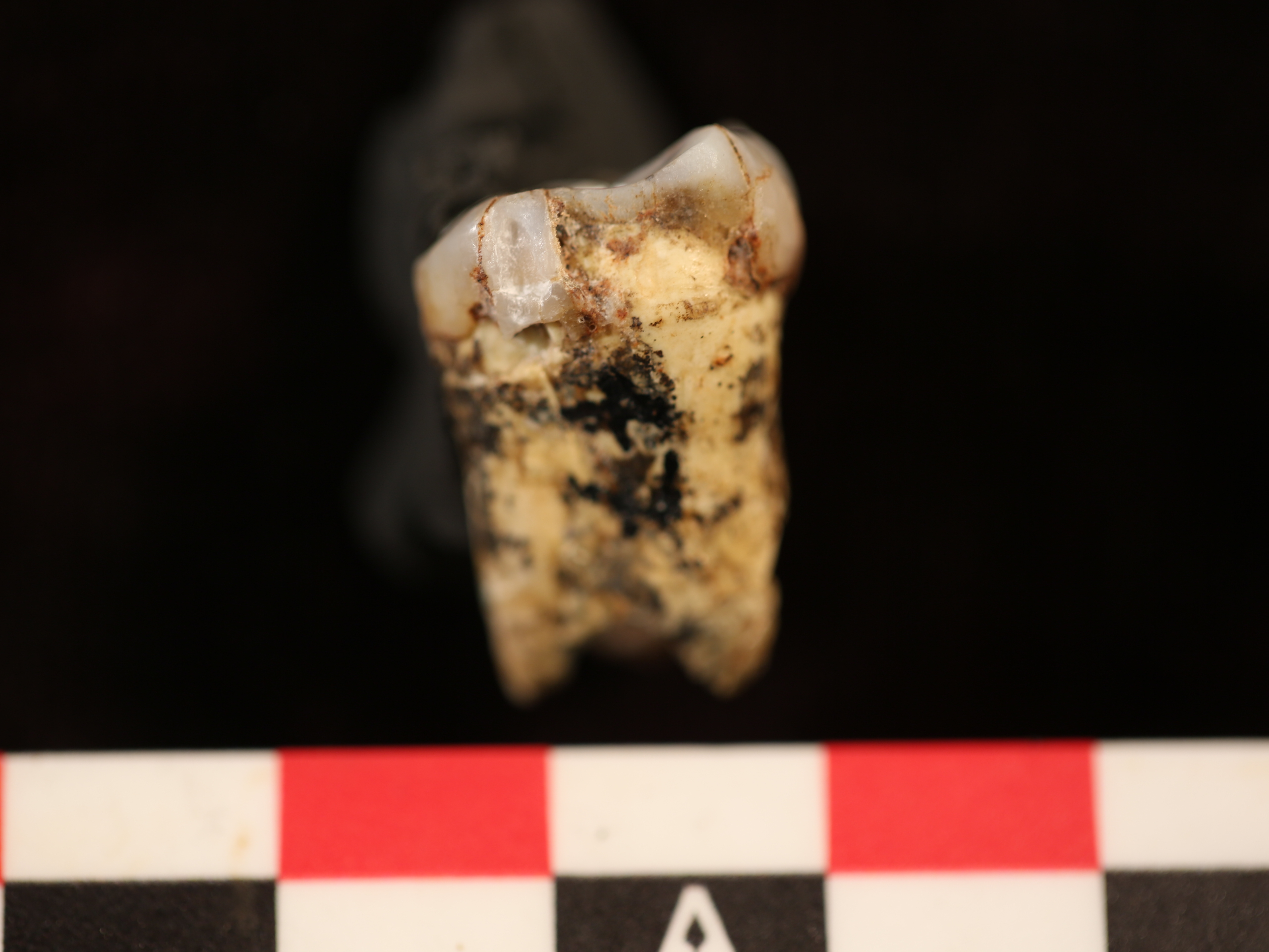 caption: One of the teeth from seven <em>Australopithecus</em> individuals that got drilled so a small amount of tooth enamel could be analyzed for evidence of meat consumption.