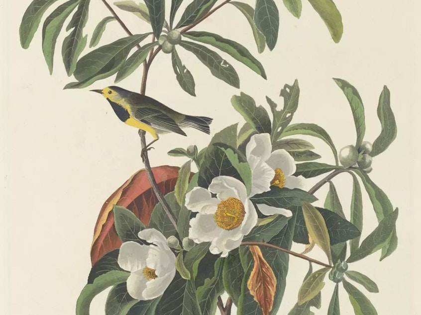caption: The historical range of the Bachman's warbler included Alabama, Florida, Georgia, North Carolina, South Carolina, and Tennessee.
