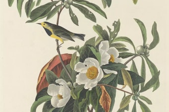 caption: The historical range of the Bachman's warbler included Alabama, Florida, Georgia, North Carolina, South Carolina, and Tennessee.