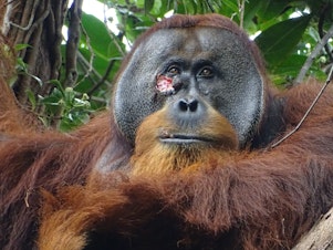 caption: Researchers in a rainforest in Indonesia spotted an injury on the face of a male orangutan they named Rakus. They were stunned to watch him treat his wound with a medicinal plant.