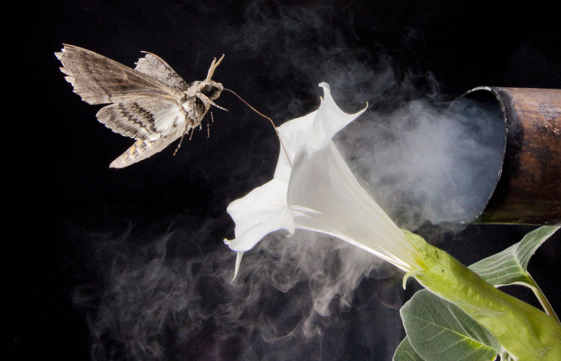 caption:  A photo illustration of a tobacco hawkmoth navigating to a flower amid air fouled by vehicle exhaust emissions.