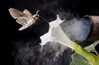 caption:  A photo illustration of a tobacco hawkmoth navigating to a flower amid air fouled by vehicle exhaust emissions.