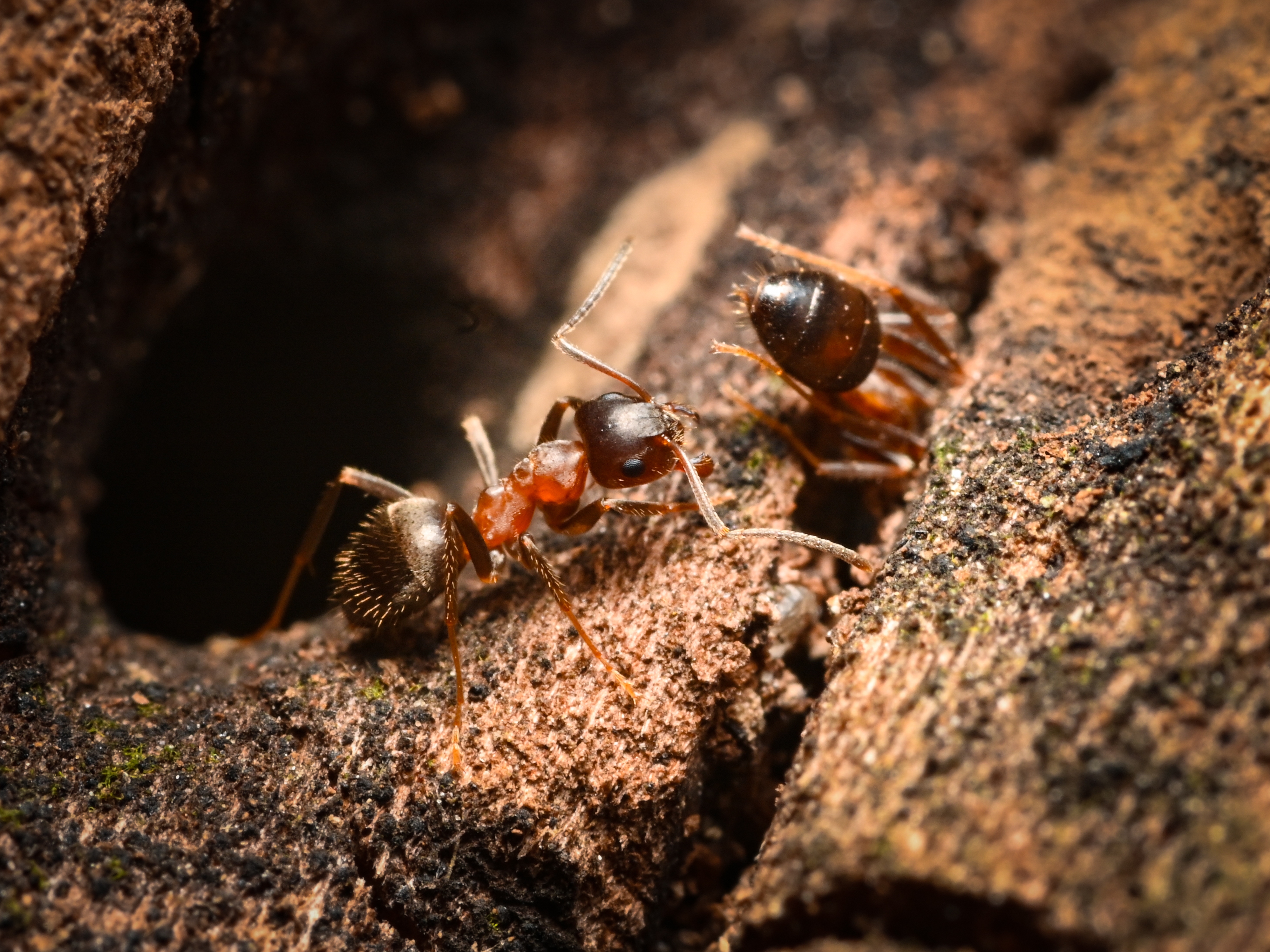 caption:  The central European bicolored ant, <em>L. emarginatus</em>, forages along a tree branch in New York City’s Riverside Park.
