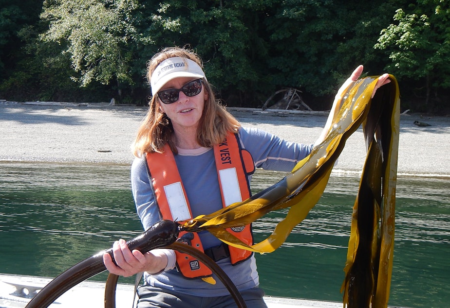 caption: Washington Department of Natural Resources ecologist Helen Berry holds up a frond of bull kelp near a kelp bed in Tacoma