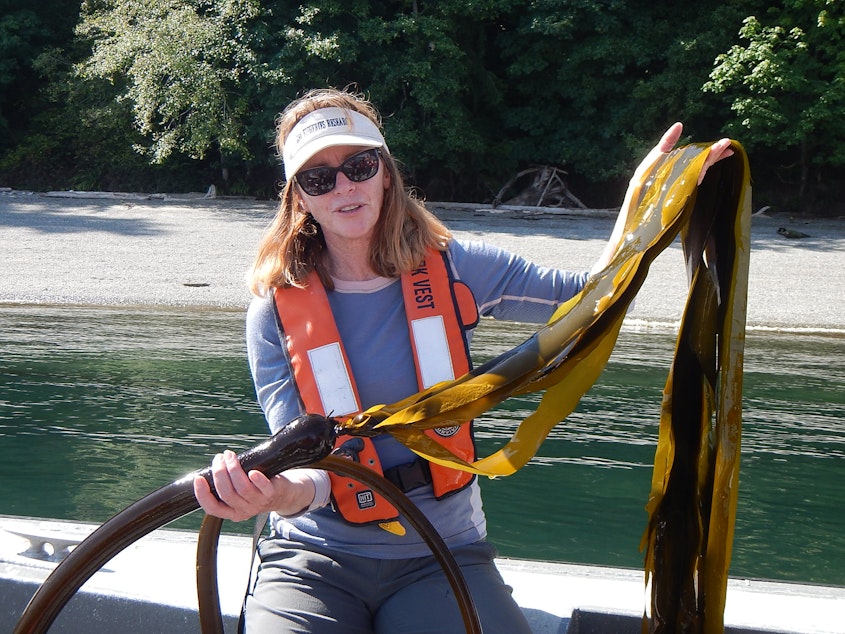 caption: Washington Department of Natural Resources ecologist Helen Berry holds up a frond of bull kelp near a kelp bed in Tacoma