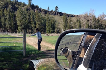 caption: Liza Jane McAlister of Oregon opens a gate for the hay truck on 6 Ranch as her herding dog looks on from the back. 