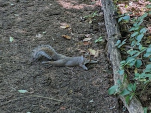 caption: A squirrel splooting in the shade.