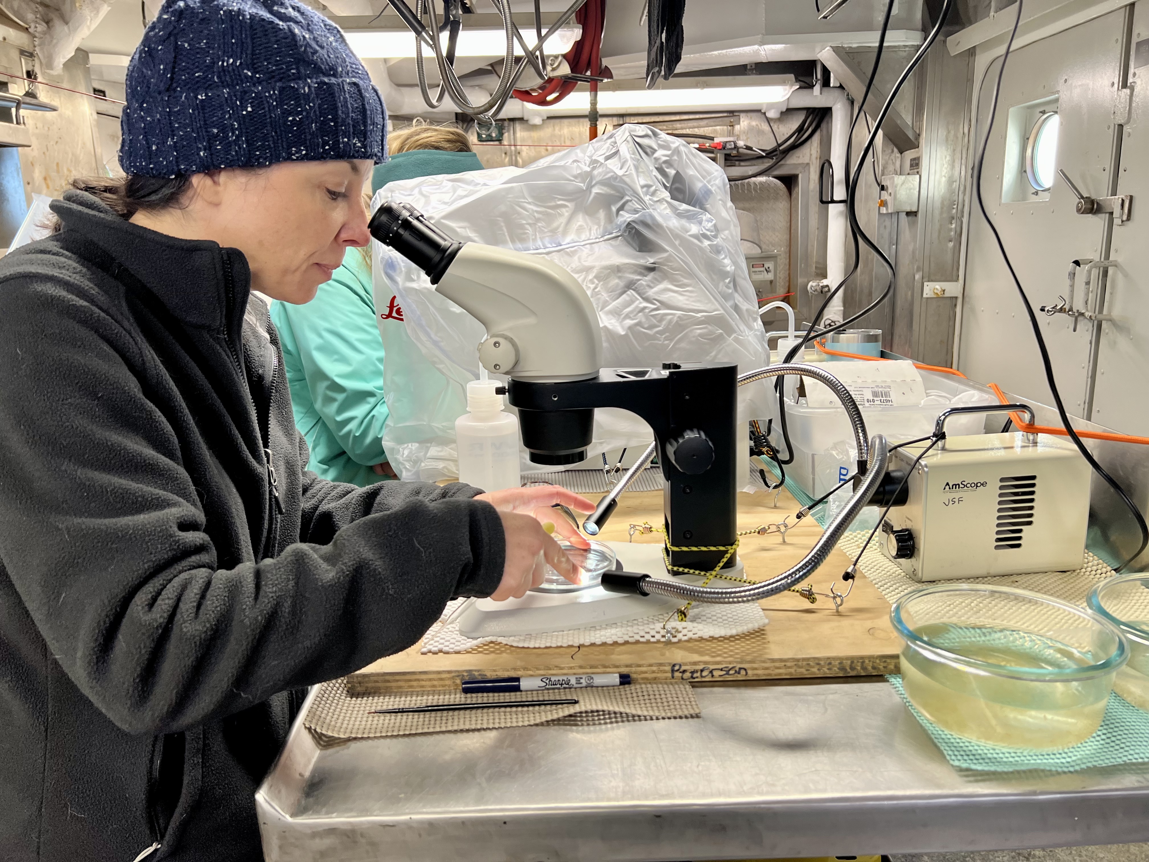 caption:  Jennifer Fehrenbacher looks at planktic forams under a microscope. The research is part of a two-week survey of the Northern California Current ecosystem.