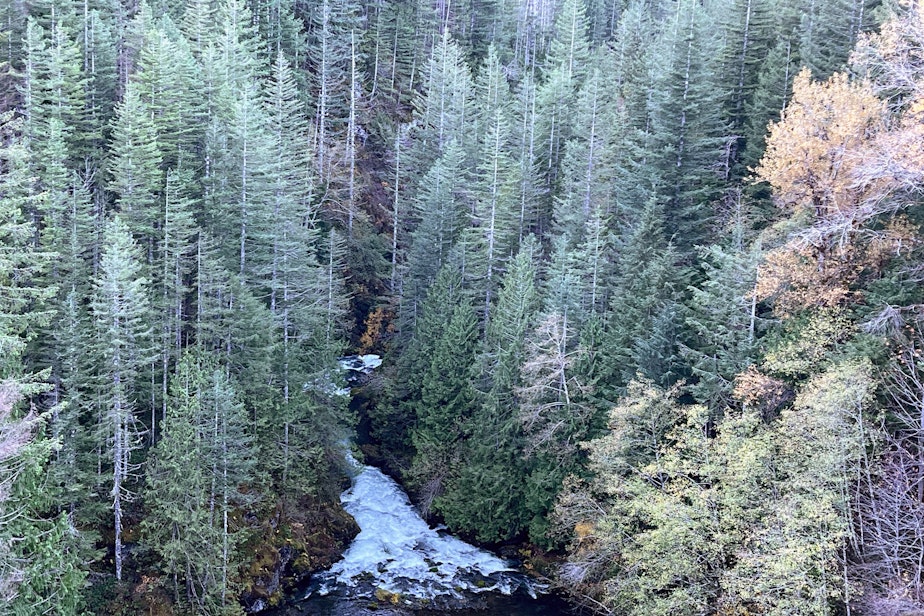 caption: Washington's Cedar River flows just below the Masonry Dam, on Nov. 17, 2023