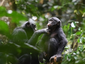 caption: Bonobos (pictured) and chimpanzees are our closest relatives. A new study looks at how a community of bonobos behave when they encounter a different group of bonobos. It's markedly different from the way chimps treat strangers.