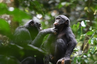 caption: Bonobos (pictured) and chimpanzees are our closest relatives. A new study looks at how a community of bonobos behave when they encounter a different group of bonobos. It's markedly different from the way chimps treat strangers.