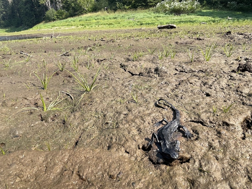 caption: A desiccated newt carcass in the mud at a lake on Washington's Olympic Peninsula on Sept. 9, 2022.