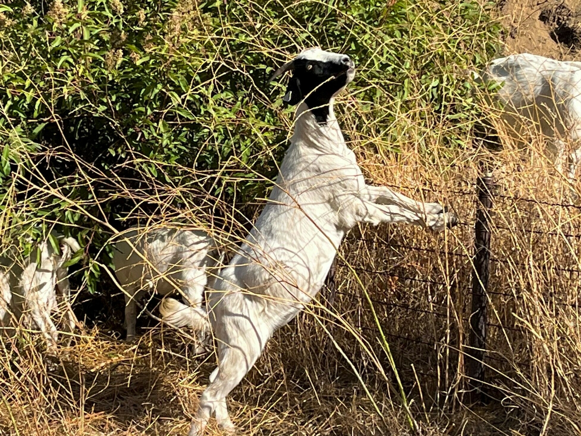 caption: The fire department in Glendale, Calif., has been hiring Fire Grazers Inc. to help reduce the city's wildfire risk.