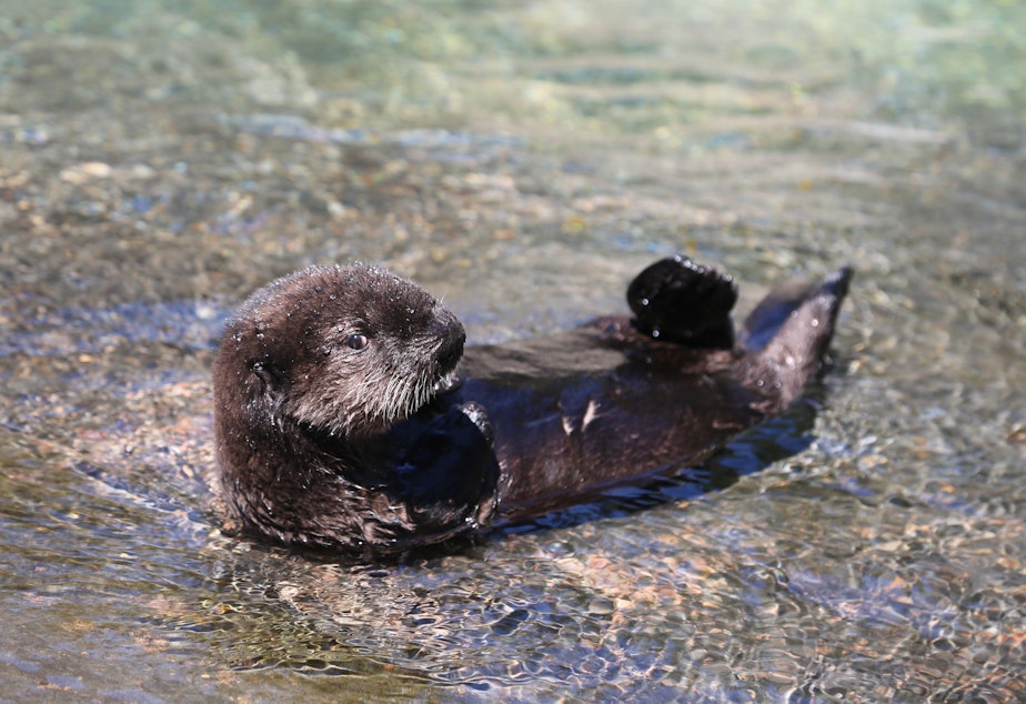 caption:  Earle is the newest sea otter in Oregon, but he lives at the aquarium in Newport. Sea otters have not naturally repopulated to the Oregon Coast from California or Washington, so a reintroduction effort is now being studied.