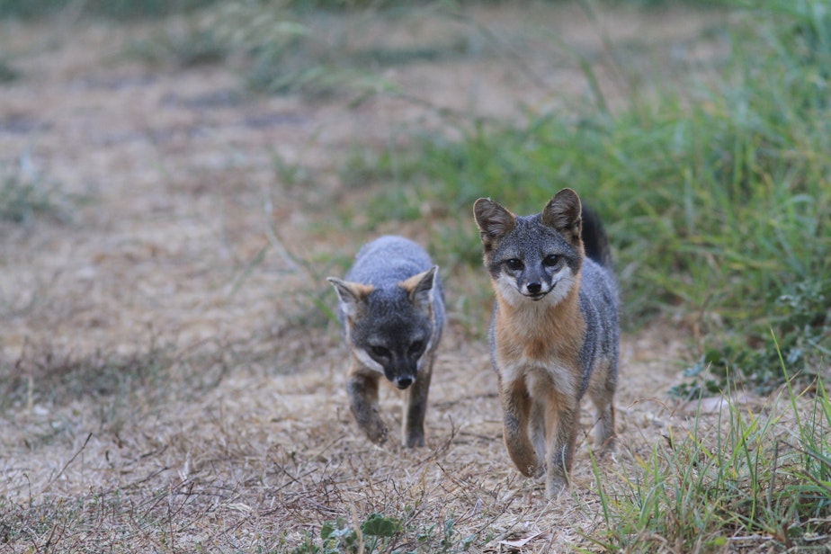 caption: Two Island Foxes make their way through the brush on Santa Cruz island. 