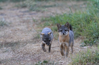 caption: Two Island Foxes make their way through the brush on Santa Cruz island. 