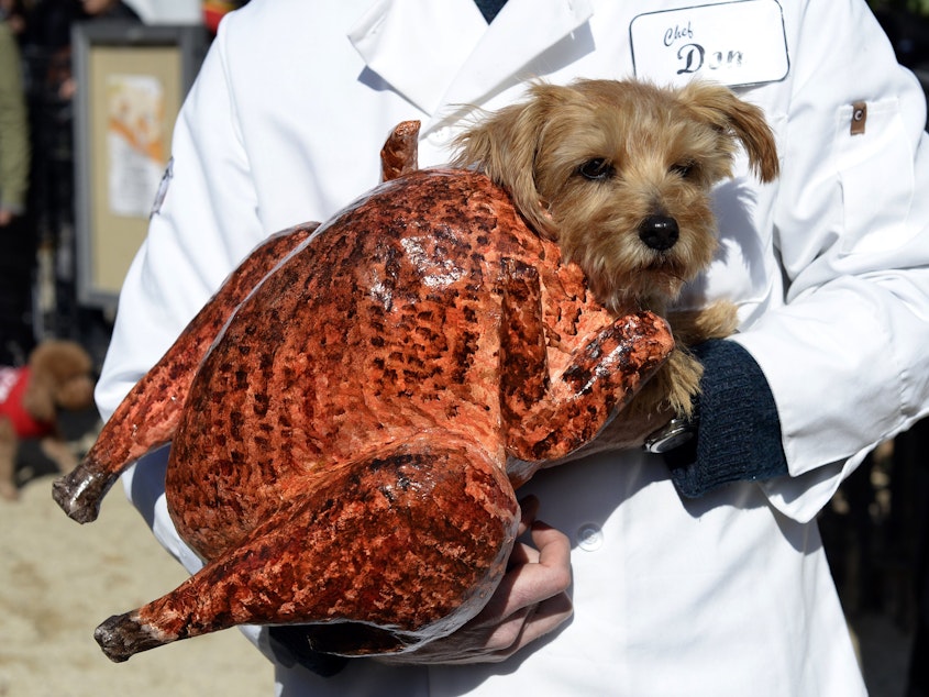 caption: A dog dressed in a turkey costume at the 2013 Tompkins Square Halloween Dog Parade in New York City.