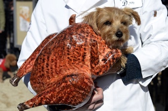 caption: A dog dressed in a turkey costume at the 2013 Tompkins Square Halloween Dog Parade in New York City.