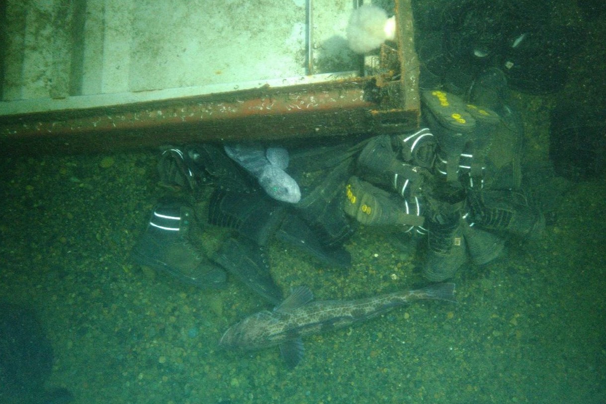 caption: A lingcod lingers and a wolf-eel hovers near part of a shipping container and some of the 6,700 boots fallen from the Zim Kingston off the Olympic Peninsula and Vancouver Island coasts. September 2023 photo.