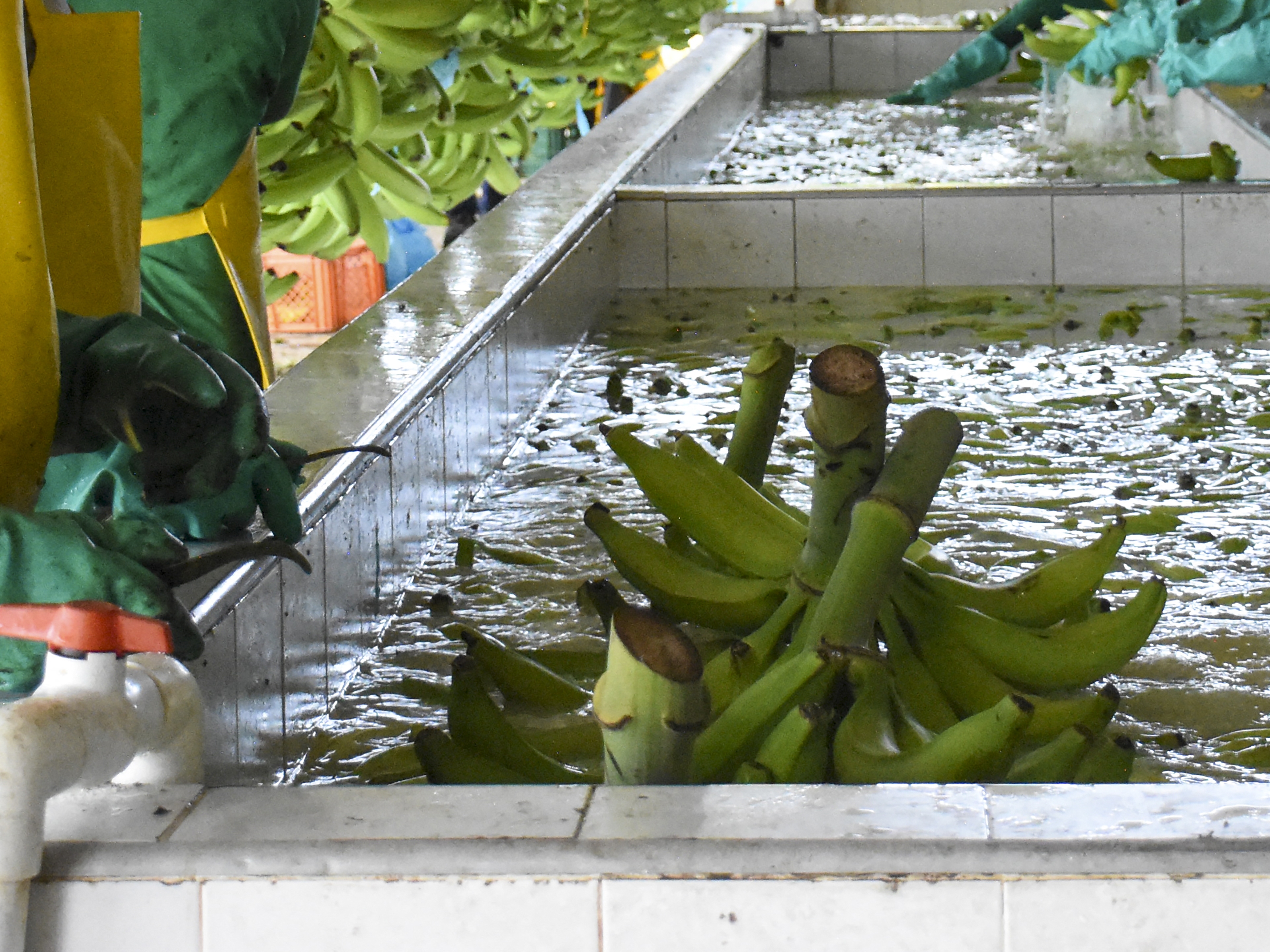 caption: An aerial view of banana plantations in Apartado, Colombia, taken on June 11. Banana giant Chiquita Brands International says it will appeal a federal jury's decision finding it liable for financing a Colombian paramilitary group known for rampant killings.