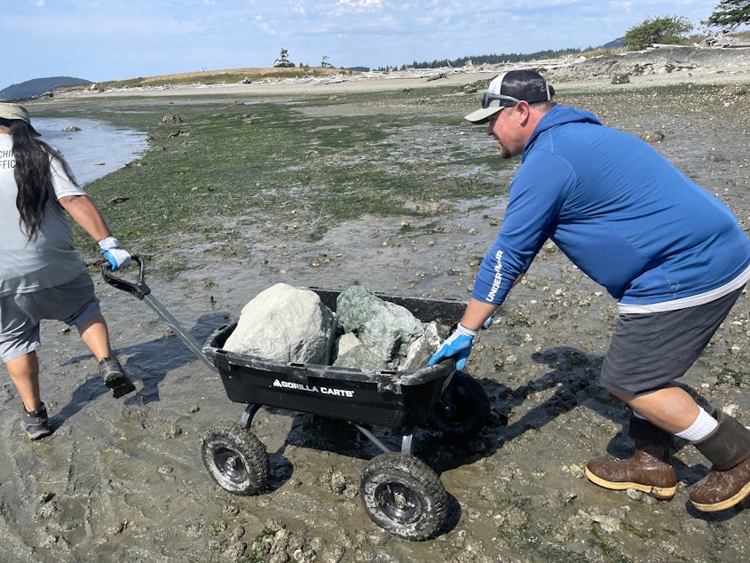 caption: Nathan Walsh pushes boulders across a tideflat at Kiket Island, Washington, on Aug. 12.