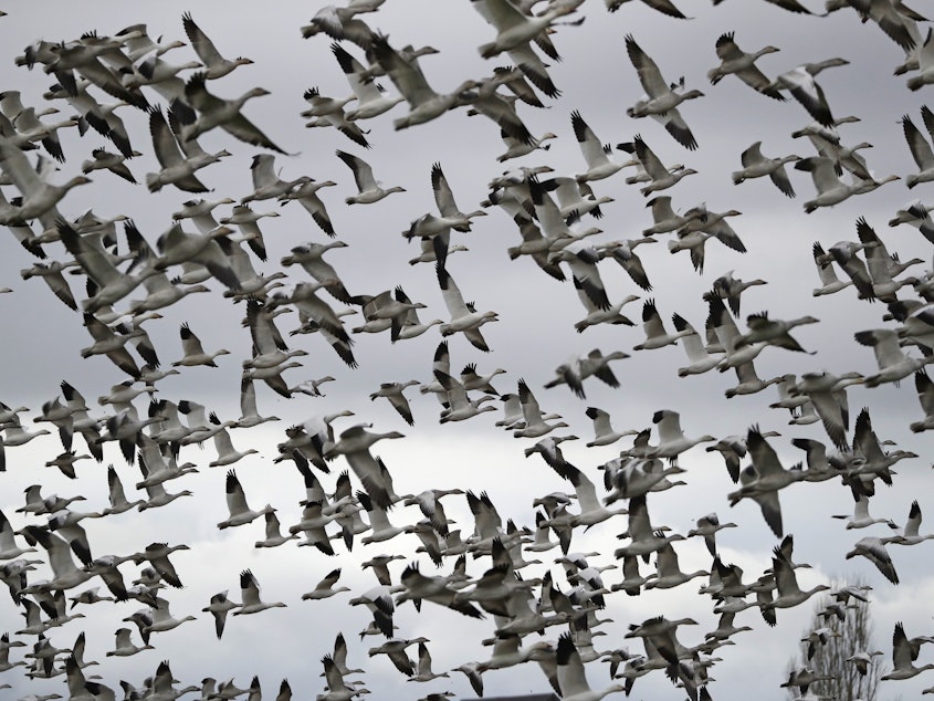 caption: Thousands of snow geese take flight near Conway, Wash. in 2019. The Biden administration is reversing a policy under President Trump  that drastically weakened protections for most U.S. bird species.