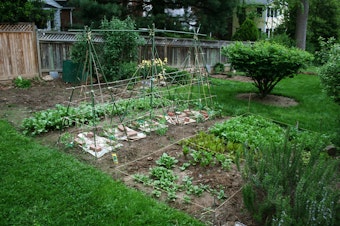 caption: Backyard garden