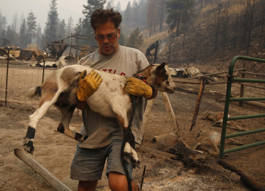 caption: Todd Quinn carries one of his surviving goats Saturday after a wildfire swept through his ranch the night before. 
