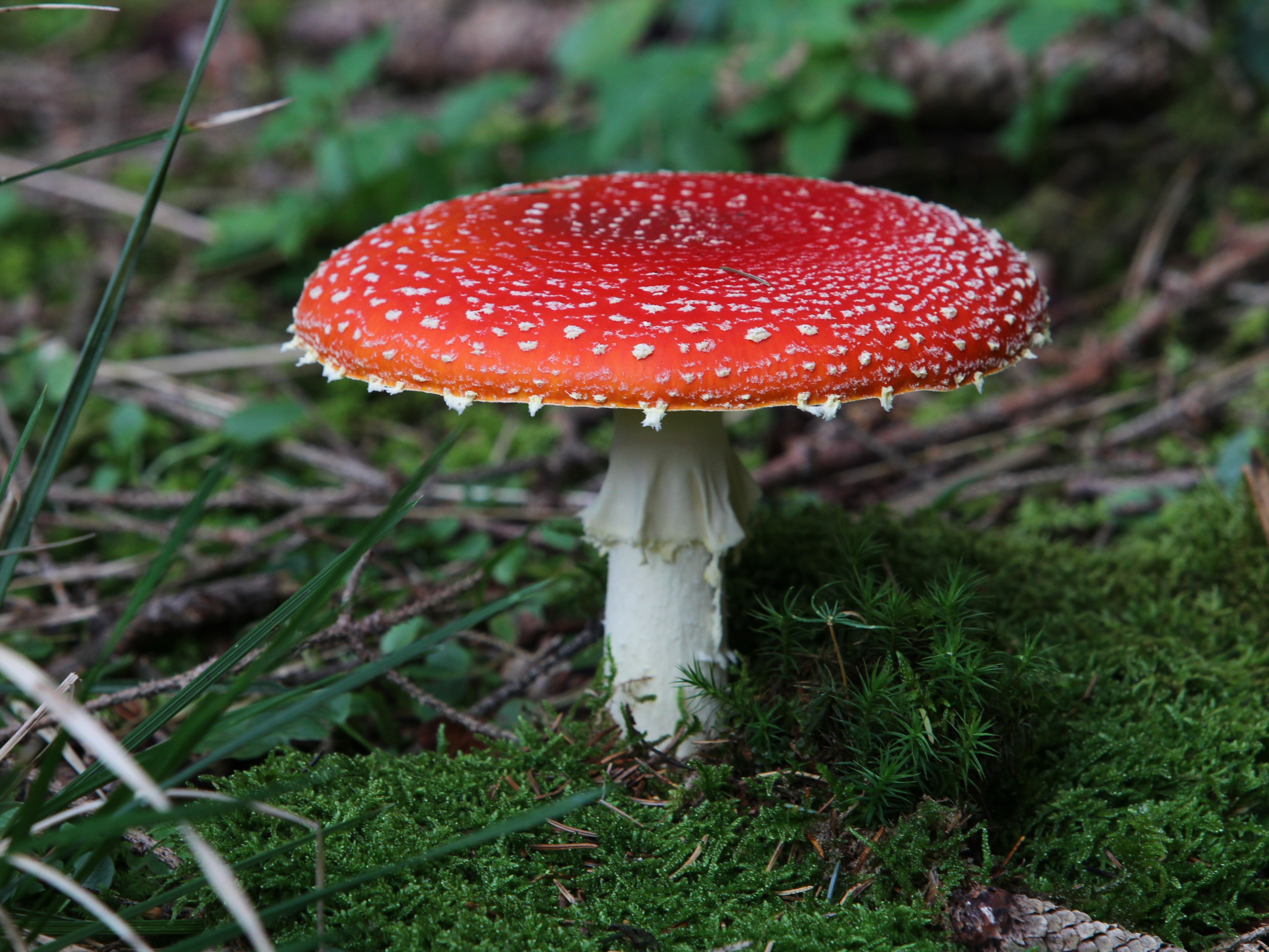 caption: <em>Amanita muscaria</em> — also known as fly agaric — is attracting more interest, but those familiar with the mushroom caution it's a far cry from a psilocybin mushroom trip. 