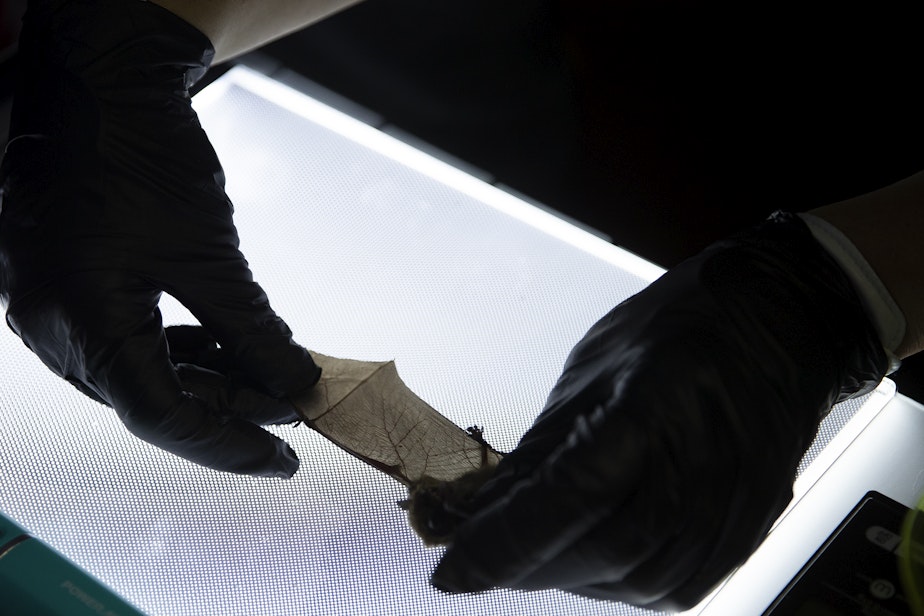 caption: Biologist Abby Tobin with the Washington Department of Fish and Wildlife examines a bat for wing damage from white-nose syndrome at Northwest Trek Wildlife Park in Eatonville on June 1. 