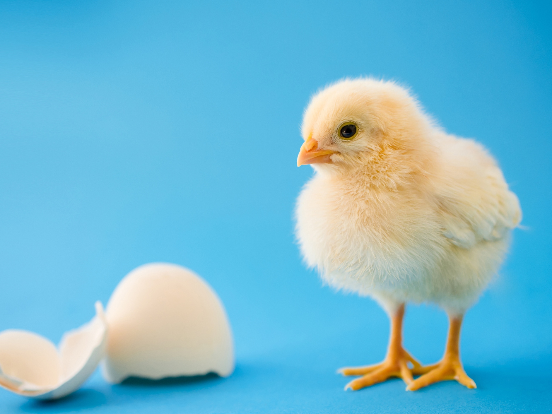 caption: Baby chickens appear to react similarly to humans when tested for something called the "bouba-kiki effect," which links certain sounds to certain shapes.