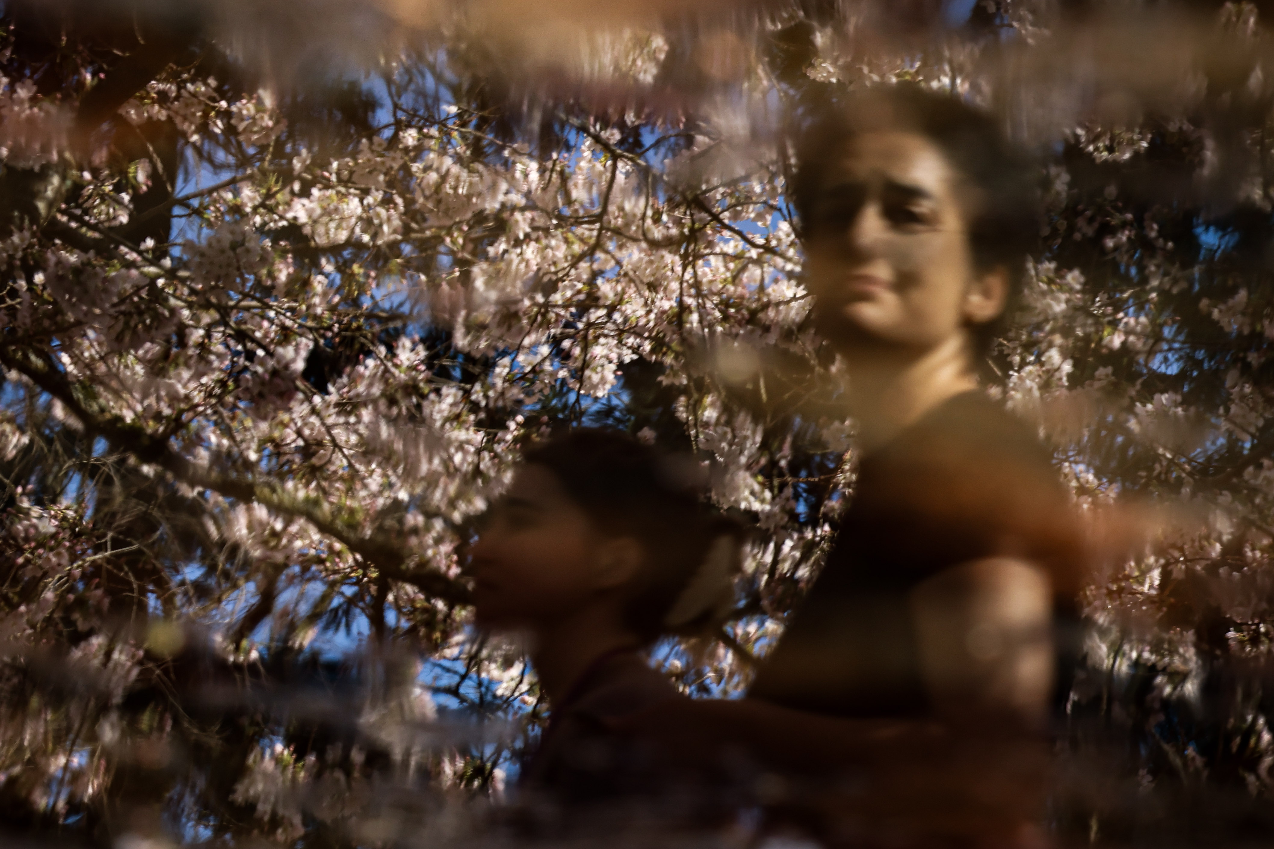 caption: A UW Cherry blossom tree reflection is seein in the UW Seattle campus on March 20, 2026.