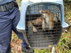caption: Animal control has caught what the U.S. Capitol Police believes is the fox responsible for biting people near the Capitol.