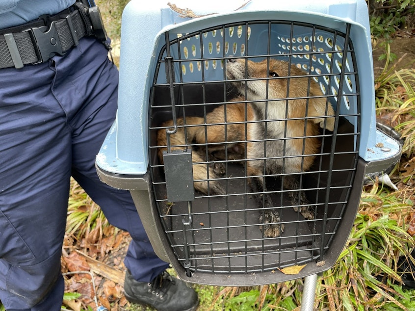 caption: Animal control has caught what the U.S. Capitol Police believes is the fox responsible for biting people near the Capitol.