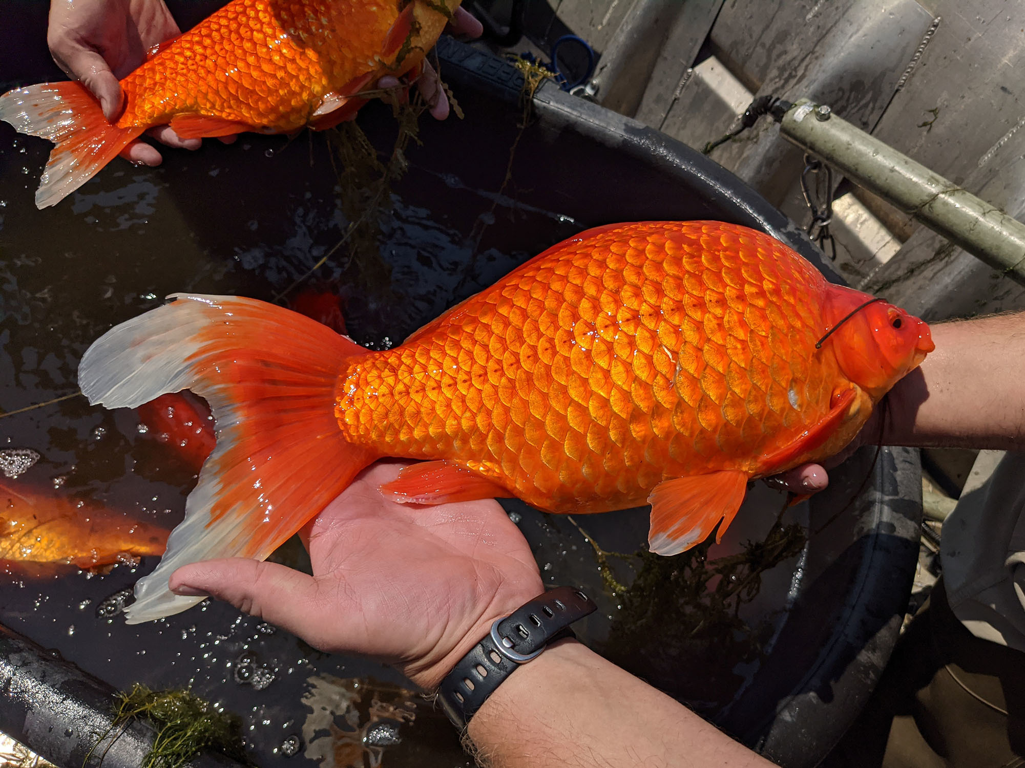 caption: Large goldfish, released by pet owners into bodies of water, are contributing to poor water quality in some lakes and ponds in Minnesota.
