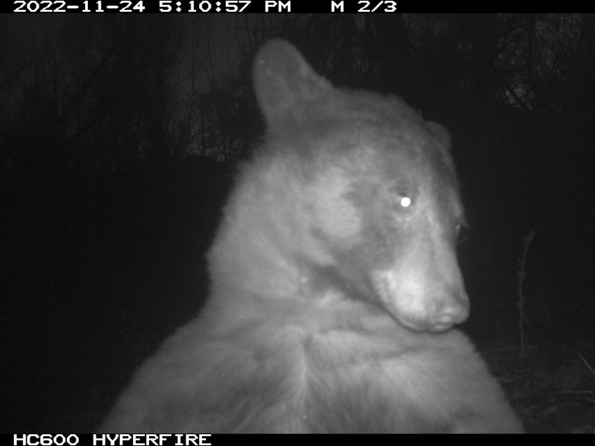 caption: A black bear takes a "selfie" on Nov. 24, 2022, in Boulder, Colo. The image was captured on a motion-sensing camera, which was installed so that officials could track, learn about and protect wildlife.