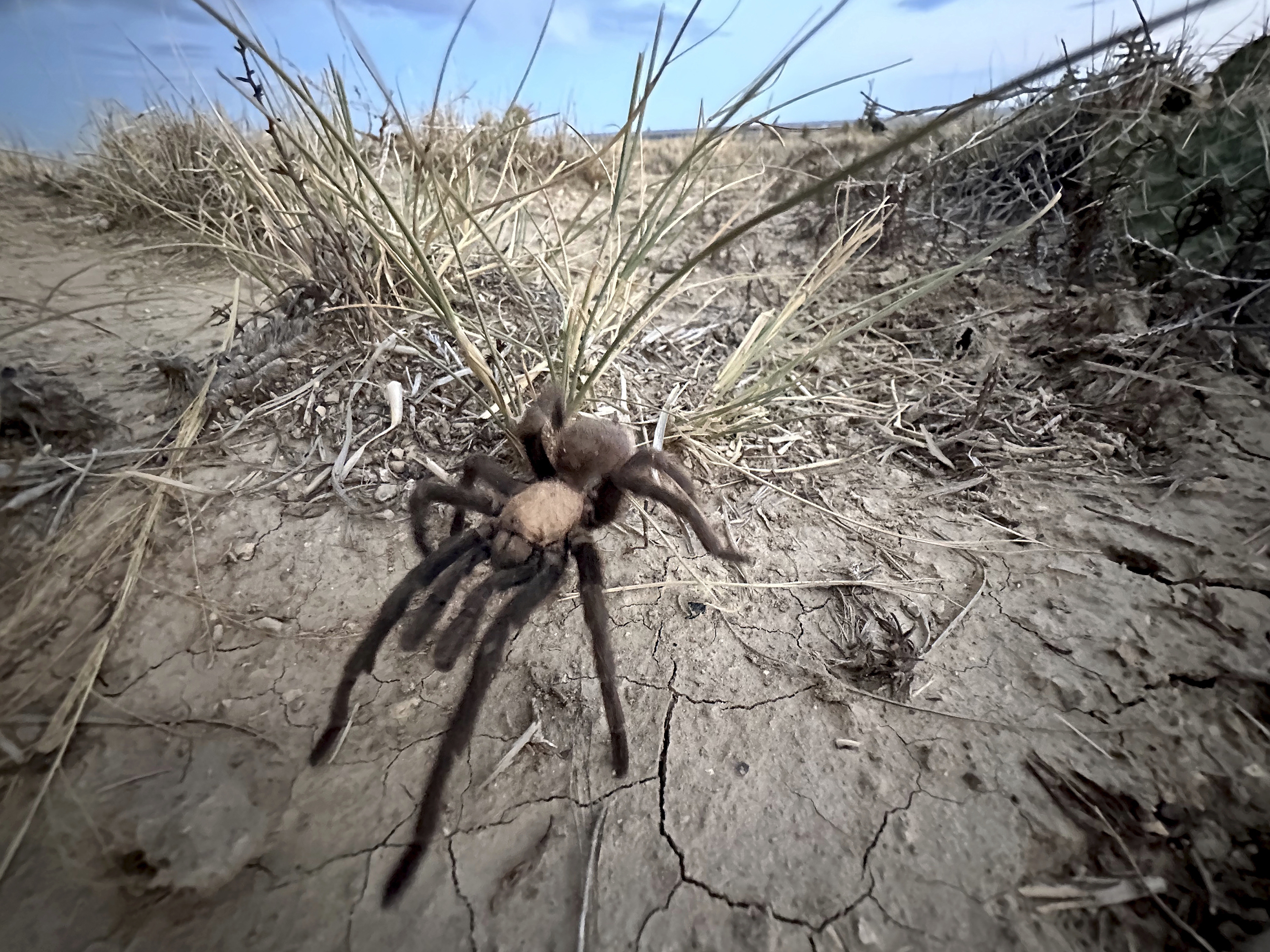 caption: A male tarantula looks for a mate on the plains near La Junta, Colo., Friday, Sept. 27, 2024.