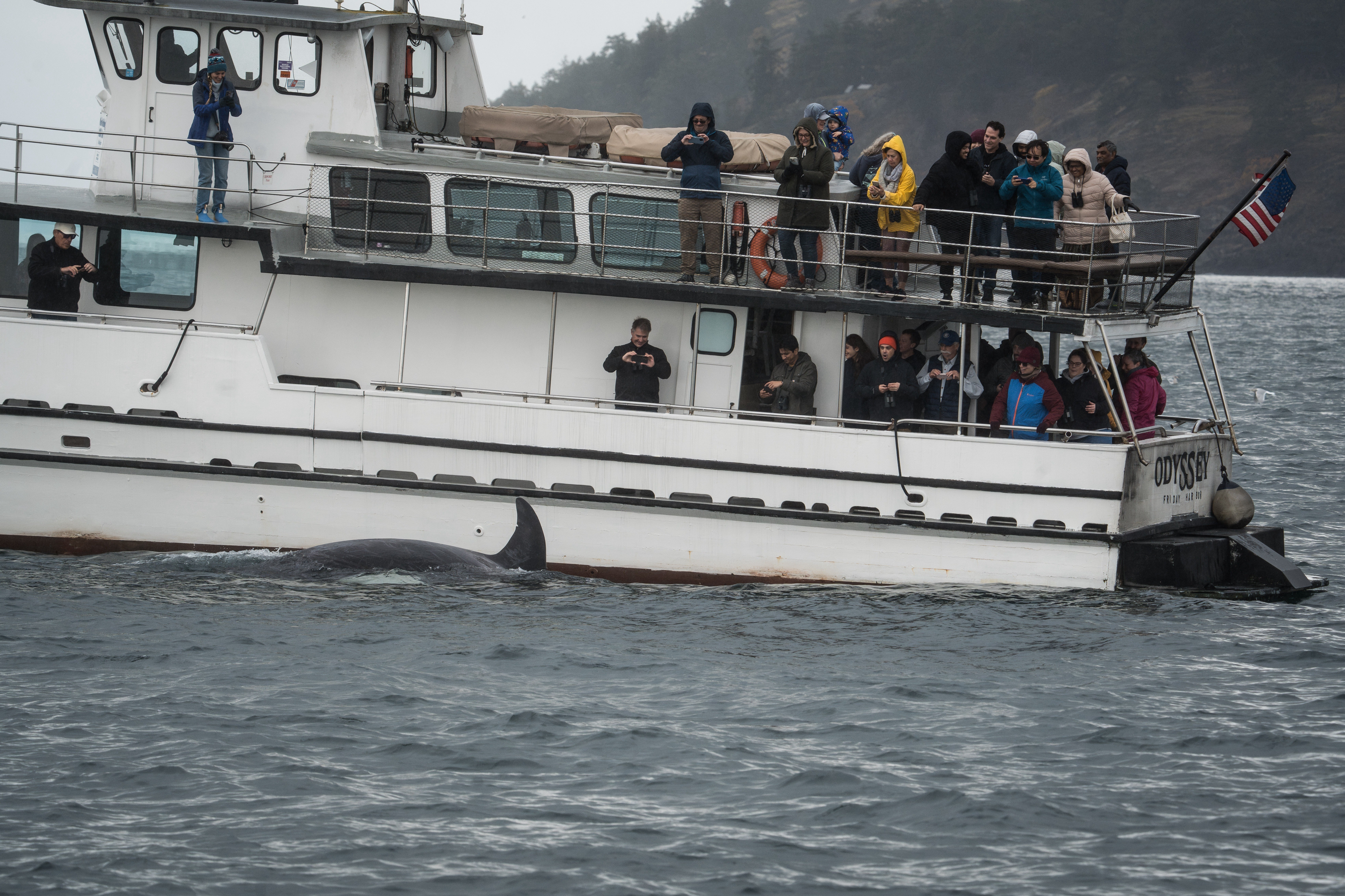 caption: An orca swims past a whale watching boat in the San Juan Islands, Wash., Saturday, Oct. 11, 2025. 