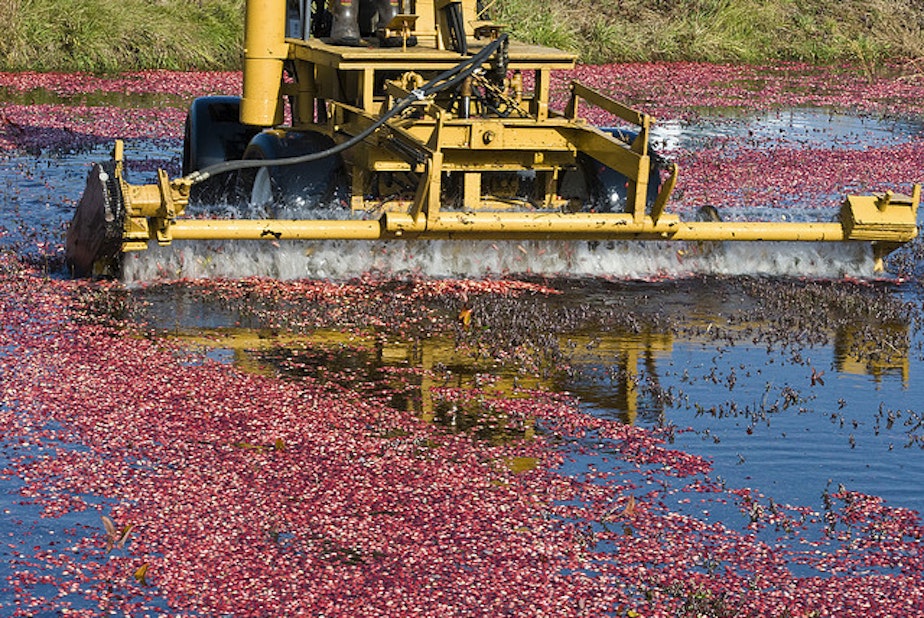 caption: Cranberries fields are flooded and the berries are then "picked" by a special harvester.