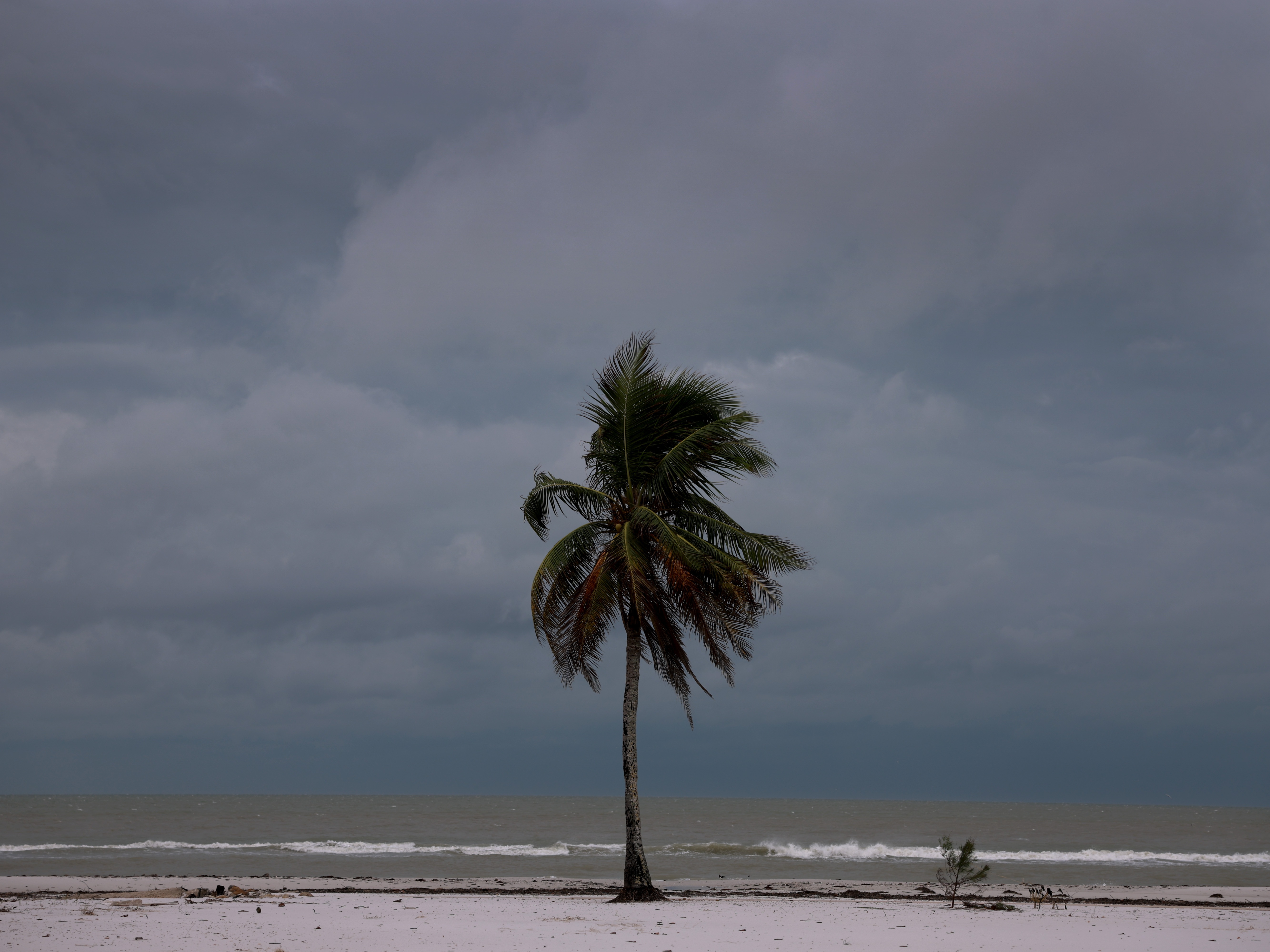 caption: FORT MYERS BEACH, FLORIDA - OCTOBER 09: A palm tree next to the beach before Hurricane Milton's arrival on October 09, 2024, in Fort Myers Beach, Florida. People are preparing for the storm, which could be a Cat 3 when it makes landfall on Wednesday evening. (Photo by Joe Raedle/Getty Images)