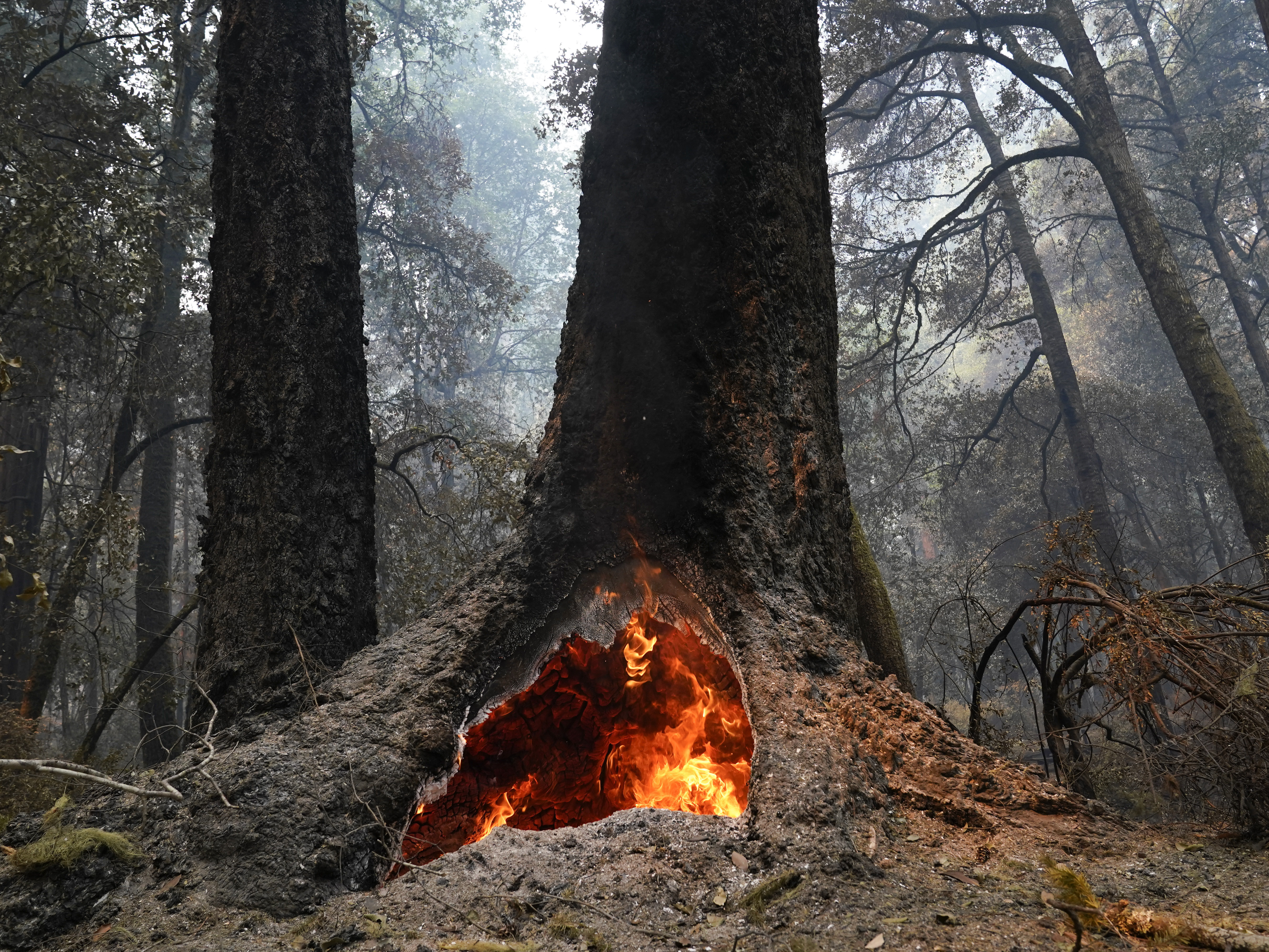 caption: Fire burns in the hollow of an old-growth redwood tree in Big Basin Redwoods State Park in California. The Biden administration has identified more than 175,000 square miles of old growth and mature forests on U.S. government lands.