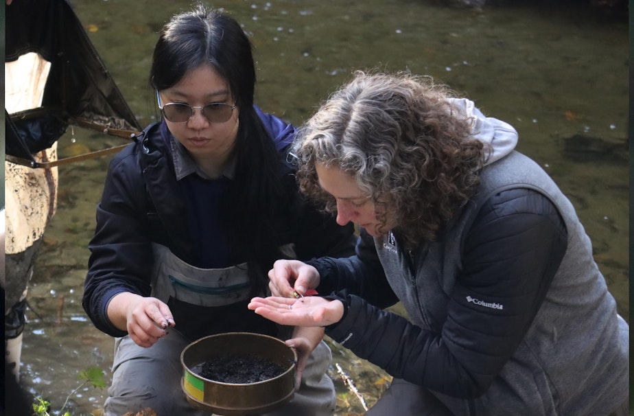 caption: Diane Yeh (left), an environmental aide, and Beth Sosik, an environmental scientists with King County, look through the samples from Thornton creek for stream bugs and other creatures.   